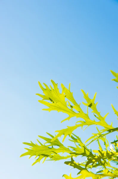 Blue sky and young grass — Stock Photo, Image