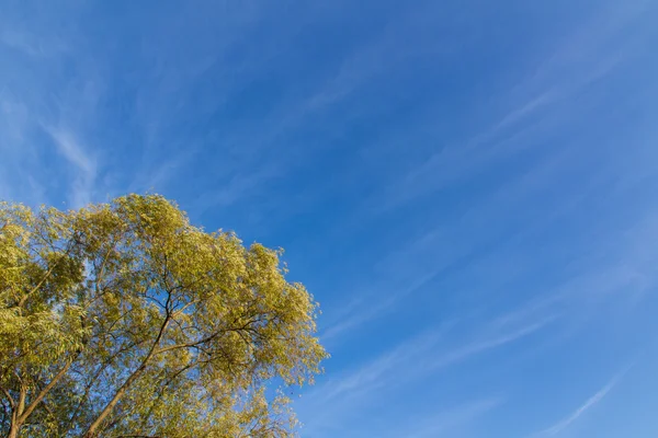 Sky a vrcholky stromů podzimu — Stock fotografie