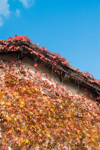 Efeu, den der Herbst an der Wand hinterlässt — Stockfoto