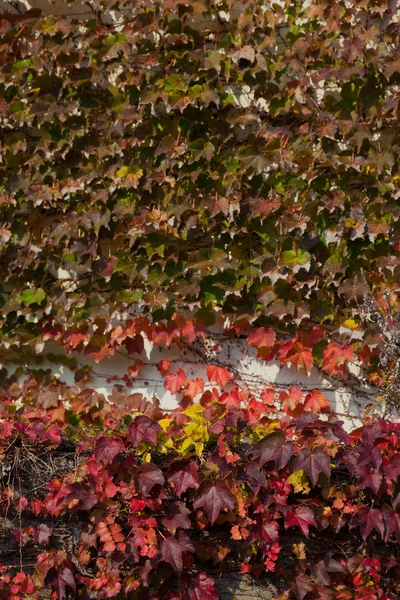 Edera che l'autunno lascia sul muro — Foto Stock