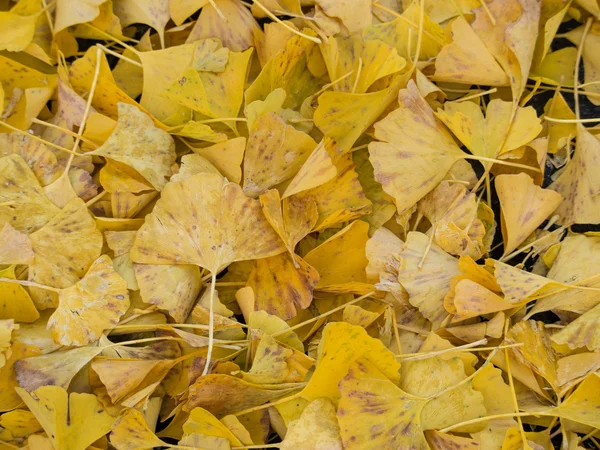 Gefallene Blätter des Ginkgos — Stockfoto
