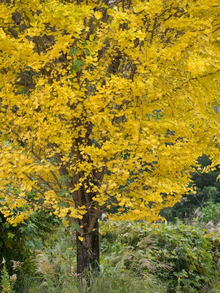 Ginkgo желтые листья осенью — стоковое фото