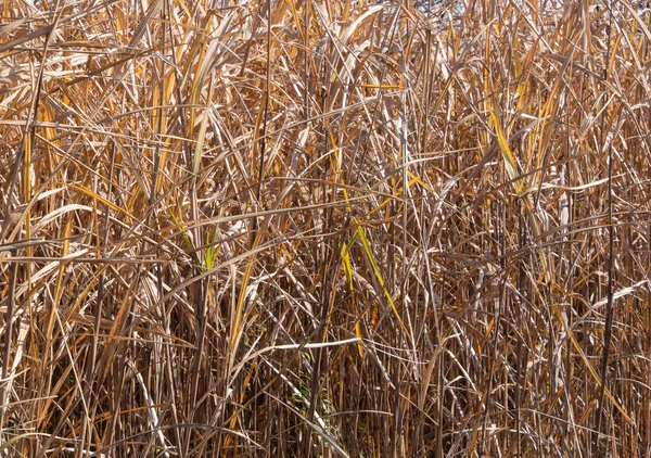Hierba seca del invierno —  Fotos de Stock