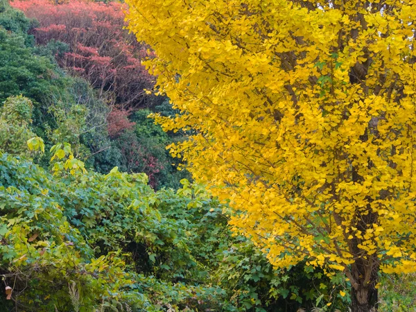 Ginkgo желтые листья осенью — стоковое фото