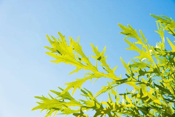 Blue sky and young grass sunshine — Stock Photo, Image