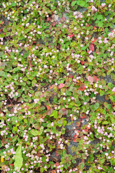 Blommor av polygonum — Stockfoto