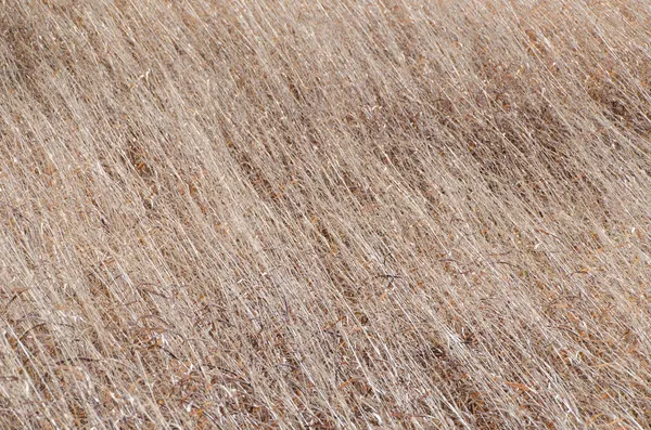 Gedroogd gras van de winter — Stockfoto