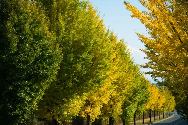 Ginkgo yellow leaves in autumn — Stock Photo, Image