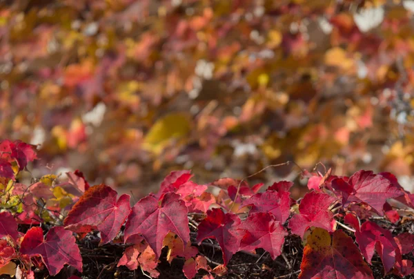 Bladeren van ivy dat Herfstbladeren — Stockfoto