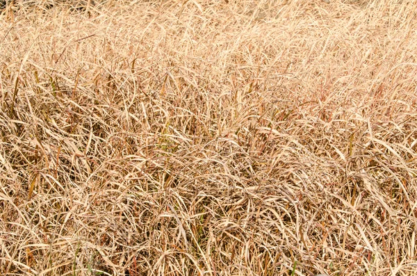 Torkade gräset på vintern — Stockfoto