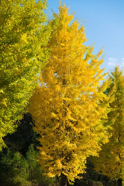 Ginkgo желтые листья осенью — стоковое фото