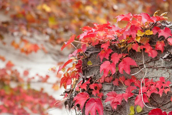 Feuilles de lierre que les feuilles d'automne — Photo