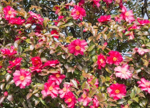 Scene of sasanqua flowers are in bloom a lot — Stock Photo, Image