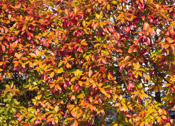 树篱被秋天的落叶 — 图库照片