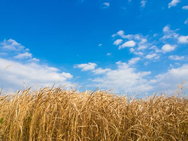 Winter sky and dried grass in winter — Stock Photo, Image