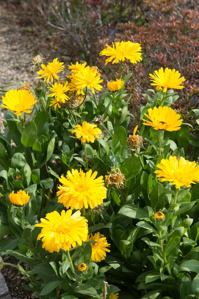 Желтые цветы календулы — стоковое фото