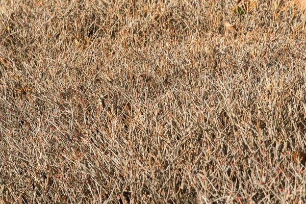 Ramo das árvores para ser fundo denso — Fotografia de Stock