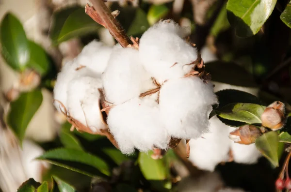 Utsäde av bomull i vinter — Stockfoto