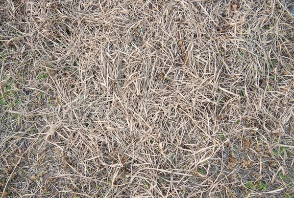 Veld waar gras dood in winter achtergrond is — Stockfoto