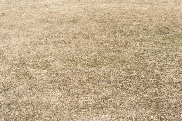 Campo donde la hierba está muerta en el fondo de invierno — Foto de Stock