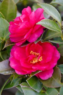 sasanqua yakın çekim