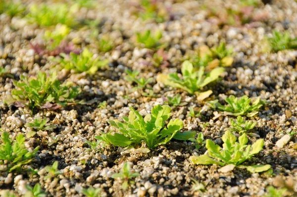 Semis d'herbe printanière hâtive — Photo
