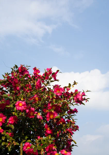 Scène van sasanqua bloemen zijn veel in bloei — Stockfoto