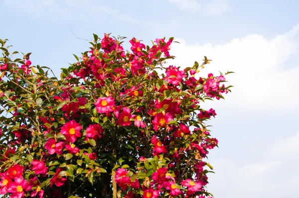 Sasanqua-Blumen blühen viel — Stockfoto