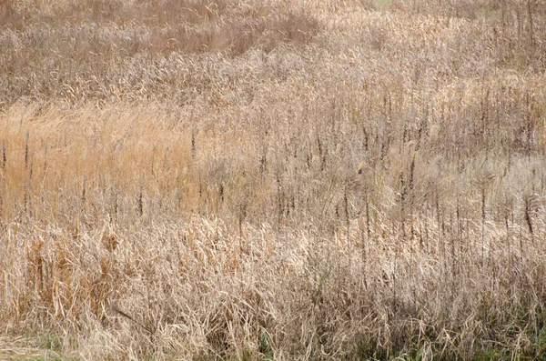 Campo donde la hierba está muerta en invierno —  Fotos de Stock