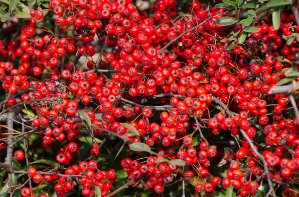 Frutos rojos maduros y densos —  Fotos de Stock