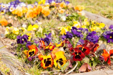 Hercai Menekşe çiçek çiçek çiçek yatak