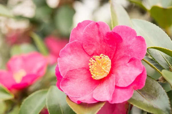 sasanqua kış Close-Up
