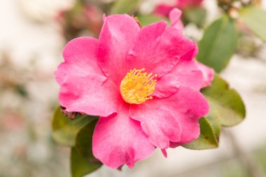 sasanqua kış Close-Up