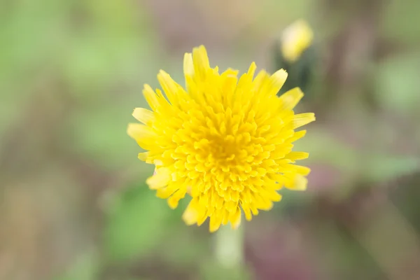 Gros plan sur la fleur jaune — Photo