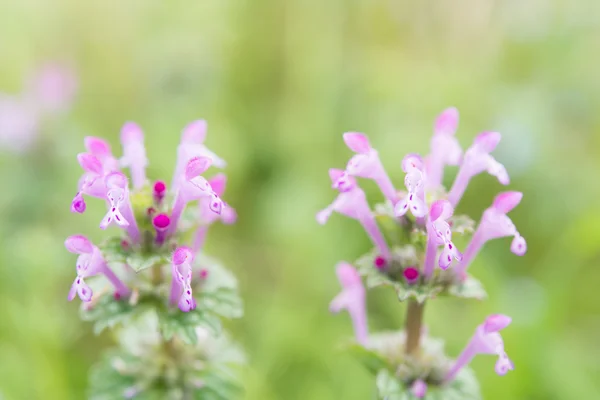 Kwiaty henbit — Zdjęcie stockowe