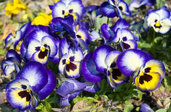 Blomma säng av penséer blomma blommar — Stockfoto