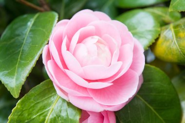 Çift çiçekli kamelya çiçeği