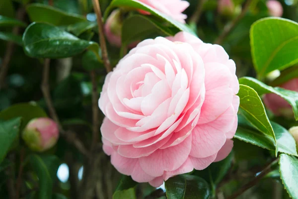 Blomma av dubbel-blommiga camellia — Stockfoto