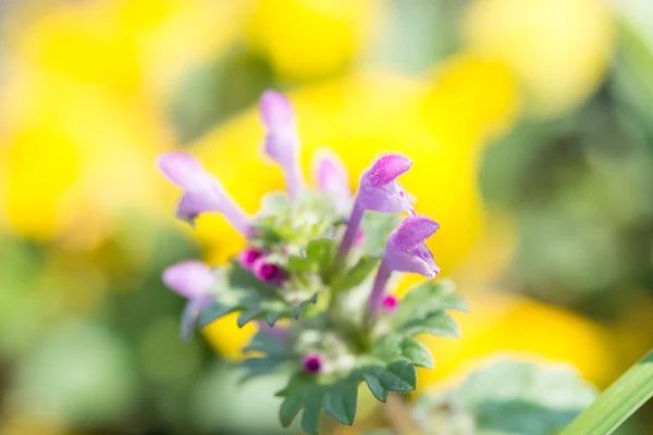 Bloemen van henbit — Stockfoto