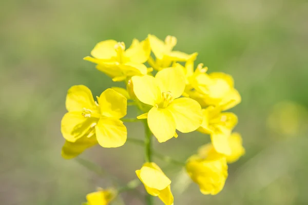 Fiori di colza in piena fioritura — Foto Stock