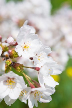 Çiçek açmış kiraz çiçekleri.