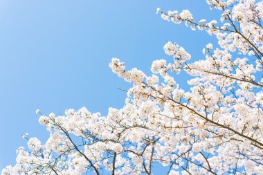 Çiçek açmış kiraz çiçekleri.