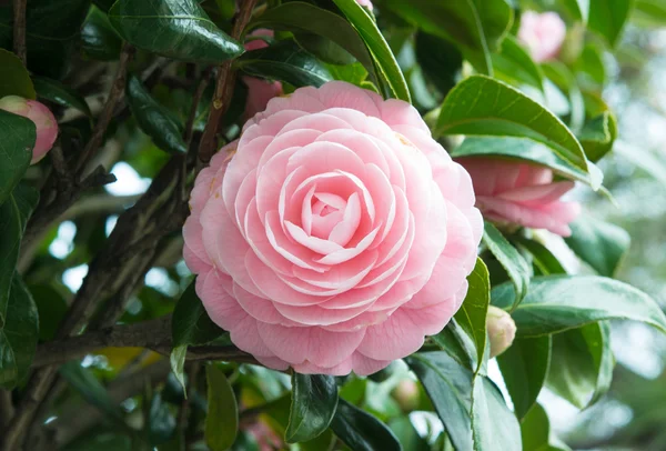 Blomma av dubbel-blommiga camellia — Stockfoto