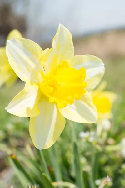 Bloem van narcissen bloeien in het voorjaar van — Stockfoto