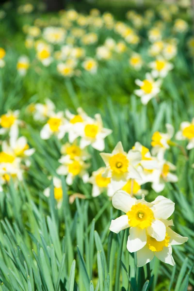 Blommor av narcissus mycket — Stockfoto