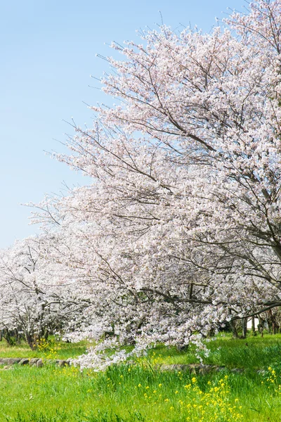 Flores de cerezo en plena floración —  Fotos de Stock