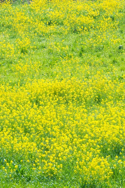 Fleurs de colza en pleine floraison — Photo