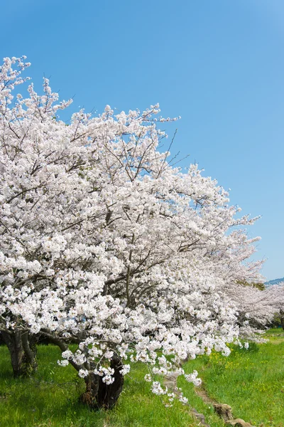 Fiori di ciliegio in piena fioritura — Foto Stock