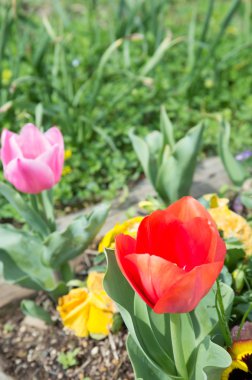 kırmızı lale çiçeği