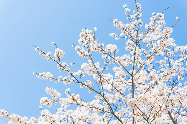 Flores de cerezo en plena floración —  Fotos de Stock